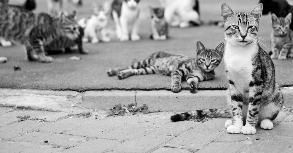 Improving Sales Conversions Is Like Herding Cats